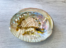 Load image into Gallery viewer, Abalone Shell