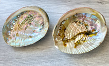 Load image into Gallery viewer, Abalone Shell